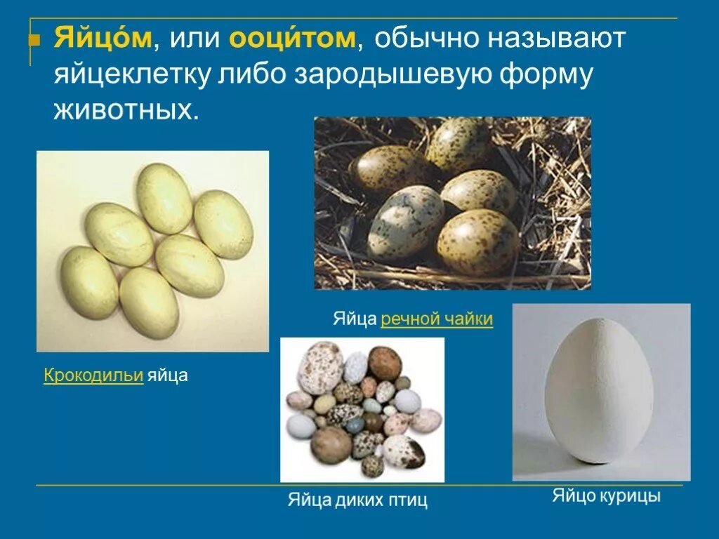 Размеры яиц животных. Яйца различных птиц. яйца в виде животных. размеры яиц птиц. яйца птиц в сравнении.