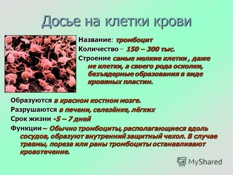 Место разрушения клеток крови. Самые мелкие клетки крови. Строение тромбоцитов. Тромбоциты разрушаются в. Место разрушения тромбоцитов.