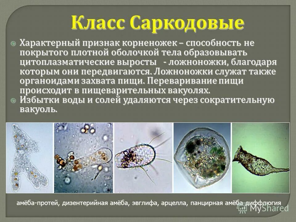 Строение ресничек и жгутиков. Остеокласт строение гистология. Жгутики и реснички мембранные. Цитоплазматические выросты. Реснички органоиды движения.