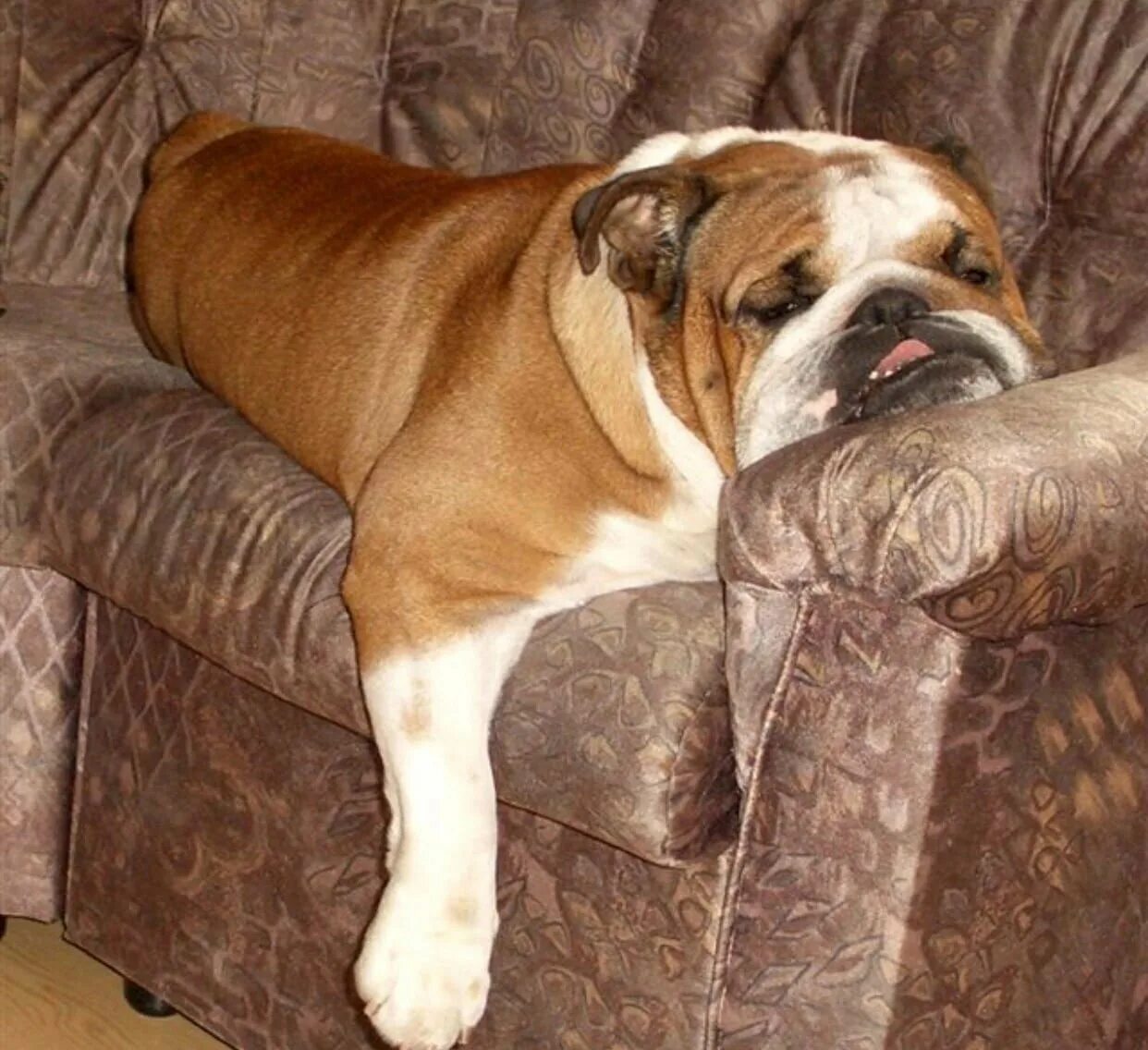 Миска для собак. Ленивый бульдог. Собака спит на полу. Тёрнер и хуч порода бордосский дог. Английский бульдог на диване.