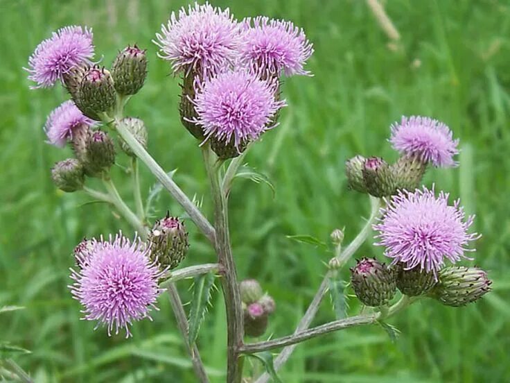 Бодяк полевой, бодяк щетинистый (Cirsium setosum), осот лиловый, осот розовый Ди
