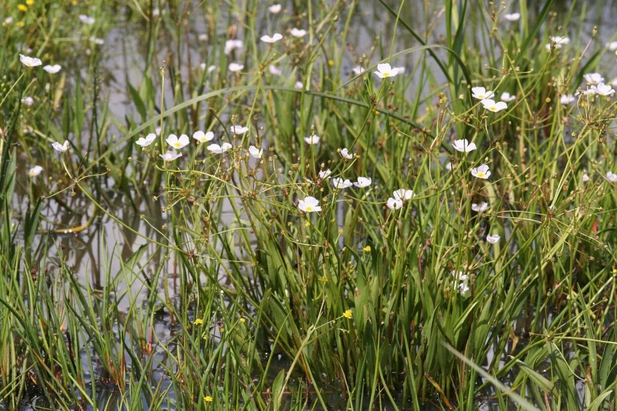 Светло болотный. Белозор болотный. Белозор болотный (Parnassia palustris). Белоцветка Болотная. Baldellia ranunculoides.