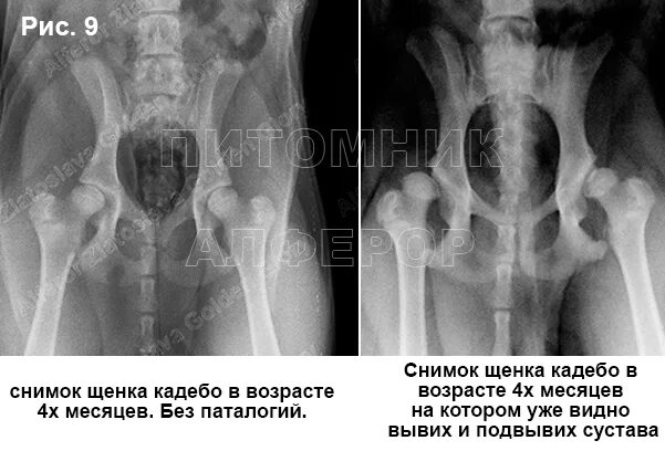 Дисплазия суставов у собак лечение. Дисплазия тазобедренных суставов у овчарок. Дисплазия тазобедренных суставов у собак рентген снимки. Дисплазия тазобедренного сустава у собак рентген.