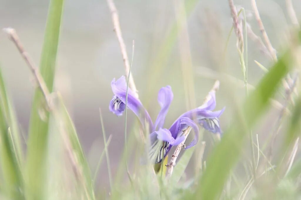 цветы кукушкины слезки лесные. кукушкины слезки легенда. кукушкины слезы 2 класс. кукушкины слёзки. кукушкины слезы 2 класс.