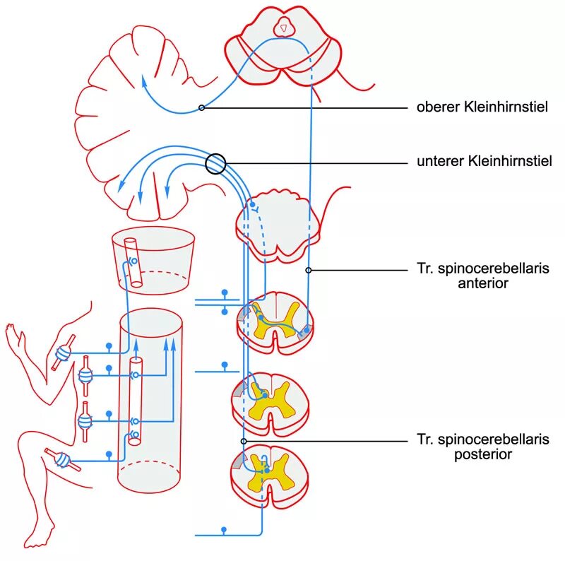 Спинно мозжечковый. Spinocerebellaris anterior путь схема. Спиномозжечковый путь схема. Задний спинно-мозжечковый путь схема. Спинно мозжечковые пути Флексига и Говерса.