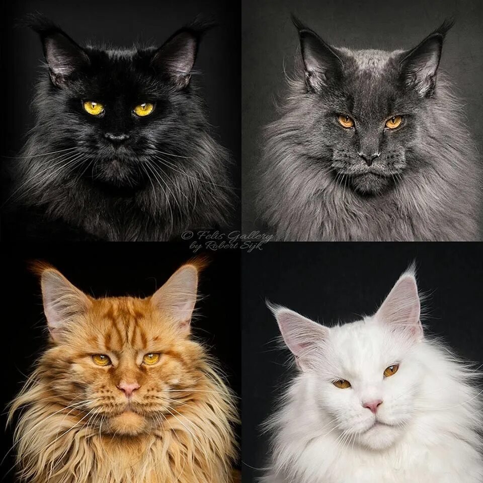 Типаж black cat это