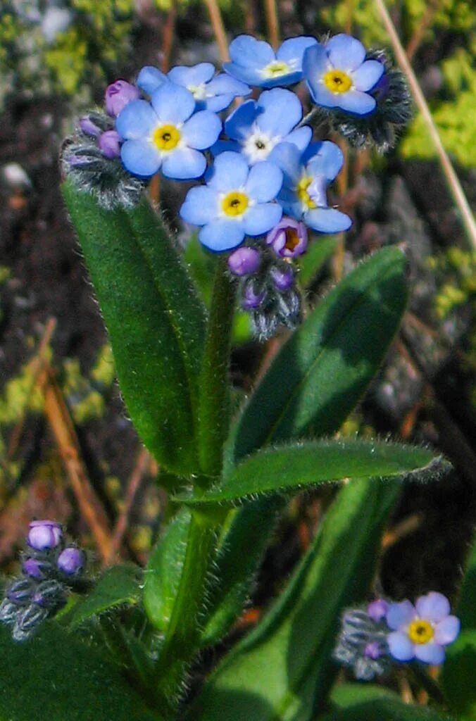 Незабудка Альпийская (Myosotis alpestris). Альпийская Незабудка Блу Болл. Myosotis alpestris f.w.Schmidt.