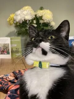 Cats bring