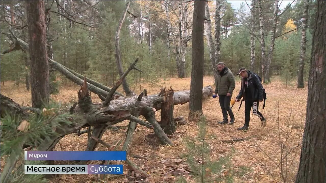 Анекдот про муромский лес. В заповедных и дремучих страшных муромских лесах. В заповедных и дремучих страшных муромских лесах. Песня муромские леса. Дремучая колючая песня.