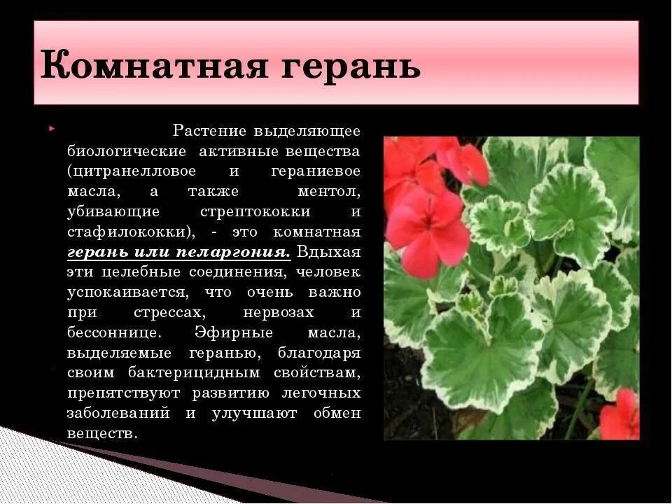 Что делает герань. Пеларгония родина растения. пеларгония зональная красный стебель. герань влаголюбивое растение. пеларгония зональная листья.