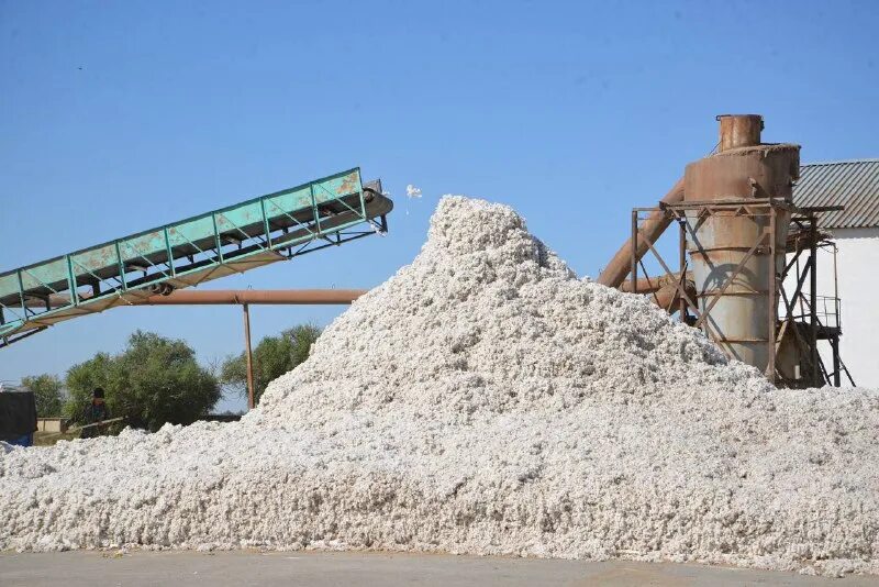 ақ алтын. хлопок завод. узбекистан пахта заводи. г шардара. мактааральский район южно-казахстанской области.