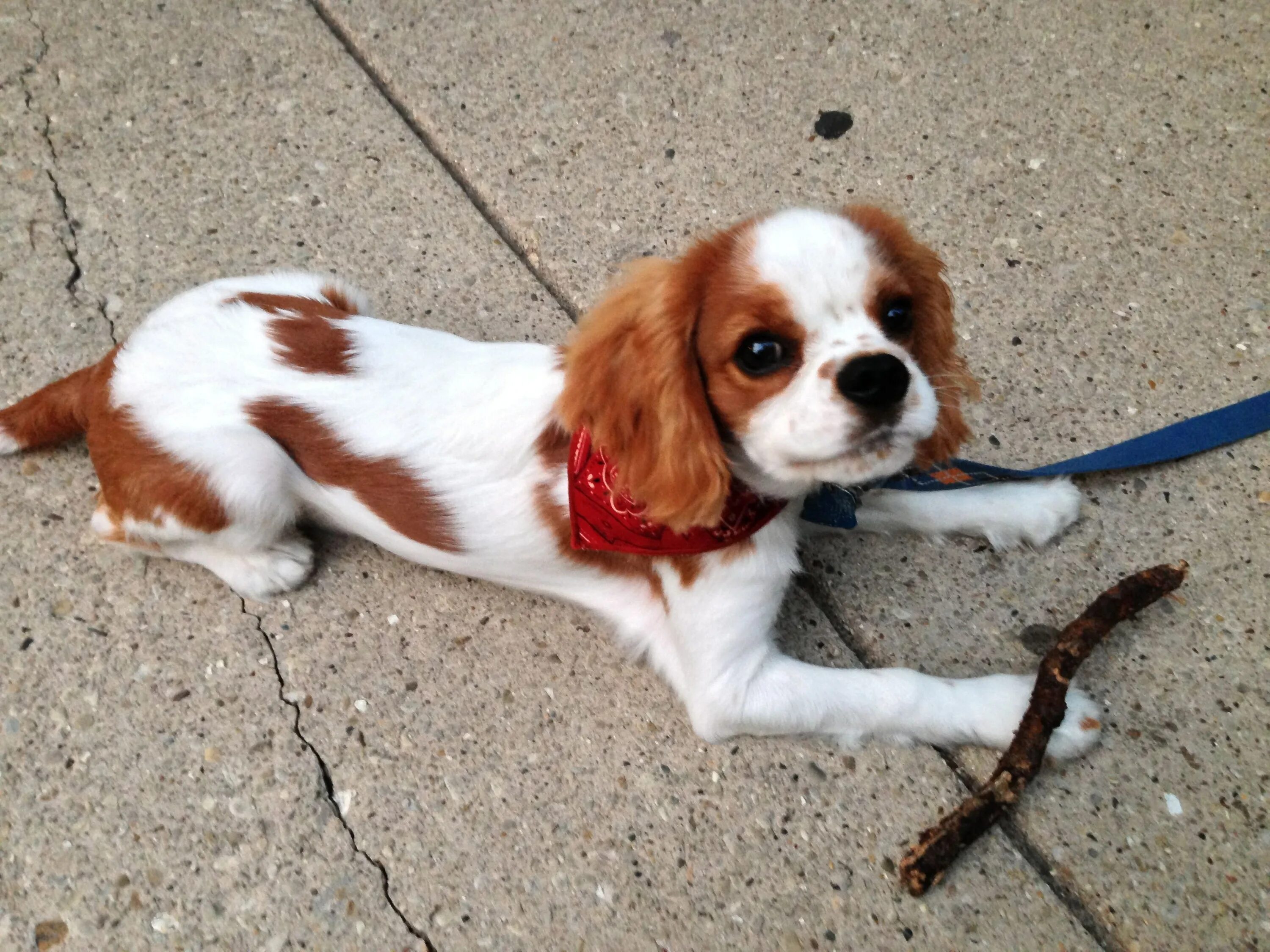 Шерсть кавалера. Кавалер кинг чарльз спаниель бленхейм. Шерсть у кавалеров. Кинг чарльз спаниель белый. Кавалер кинг чарльз спаниель.