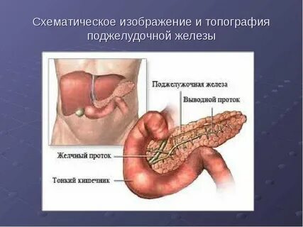 Топография поджелудочной