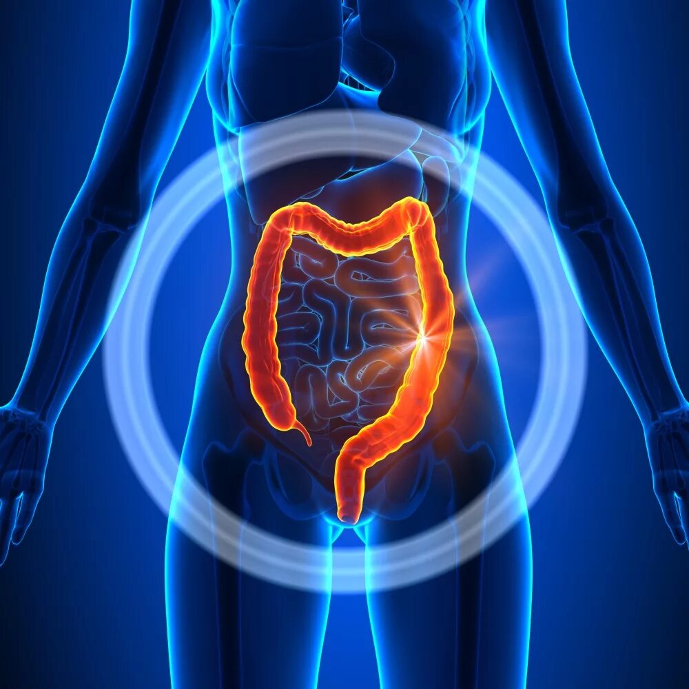 внутренние органы женщины фото. Heidi mckinney. Stomach body vector. красивые женские органы тела. 3д медицина рендеротика.