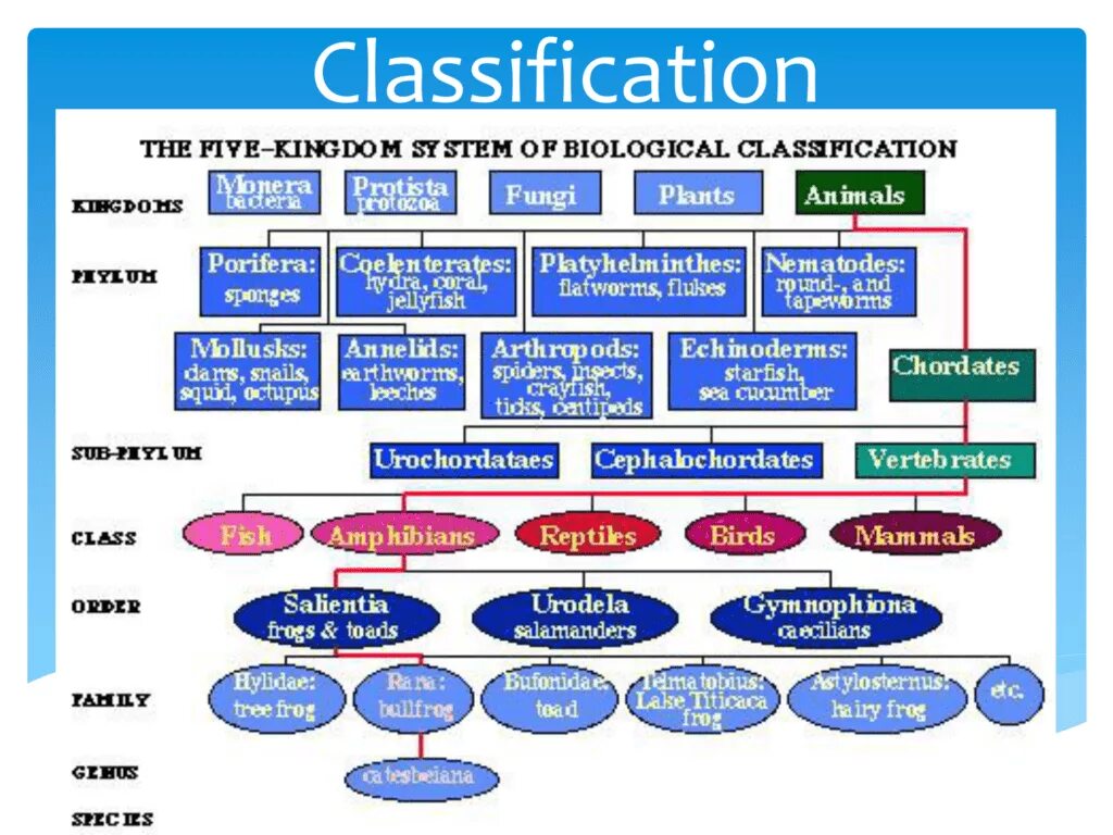 Classification system