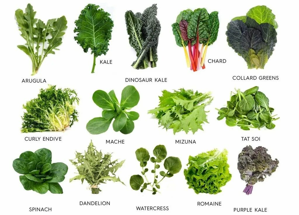 Какие бывают зеленые овощи. Зелень для салатов названия. Разновидности зелени для салатов. Листья салата разновидности. Съедобная зелень.