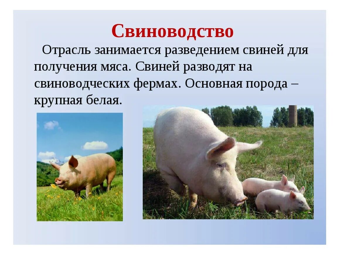 Свиноводство отрасль животноводства. Доклад о животноводстве. Животноводство презентация. Отрасли животноводства в нашем крае.