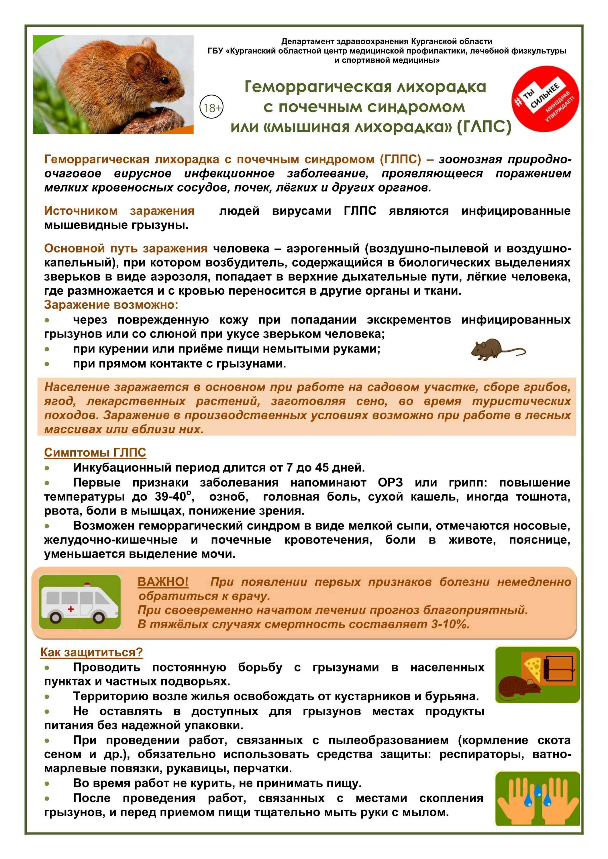 Болезнь мышиная лихорадка. Мышиная лихорадка как можно заразиться. Мышиная лихорадка как можно заразиться. Глпс мышиная лихорадка. Мышиная лихорадка как можно заразиться.