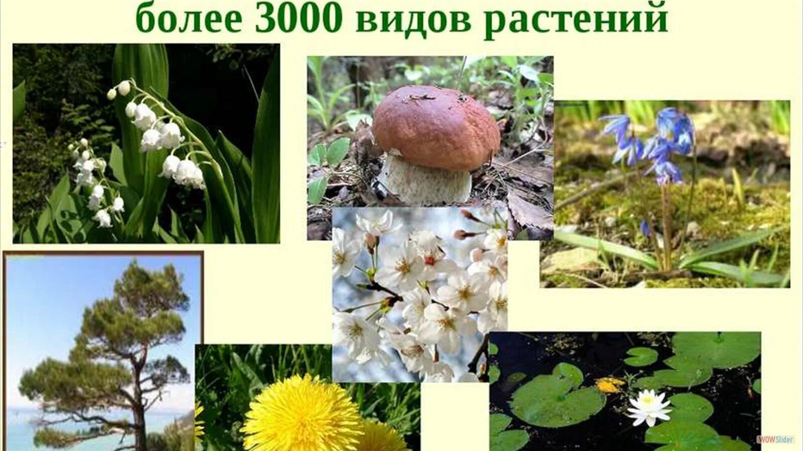 Материалы за 26.02.2021 " МАУДО "ДДТ" МО Староминский район