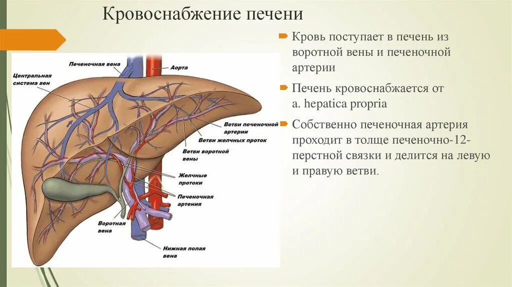 Система вен печени. Портальная Вена анатомия печени. Кровеносная система печени схема. Воротная Вена печени анатомия. Воротная Вена печени и печеночная Вена.