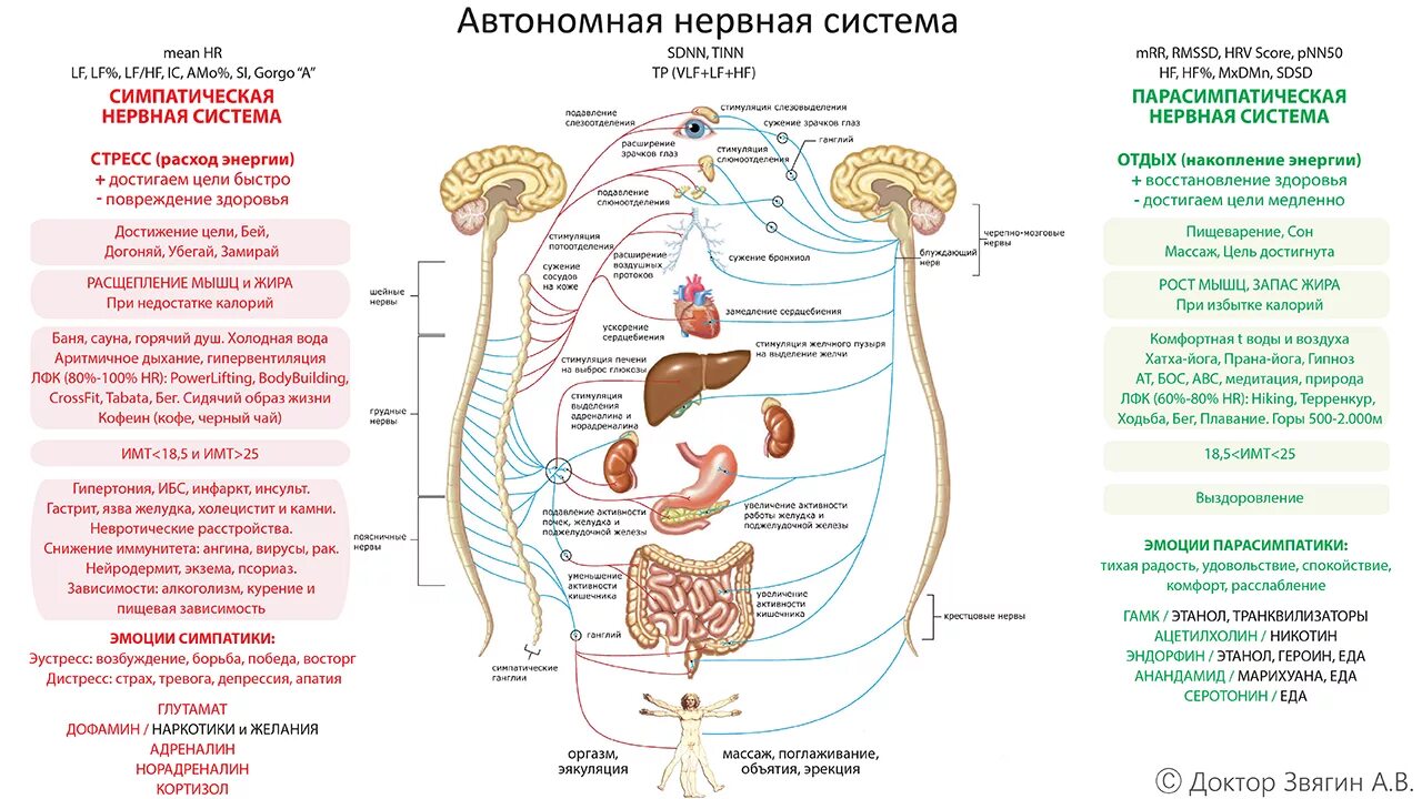 Функции выполняет симпатический отдел нервной системы. Функции вегетативной нервной системы схема. Вегетативная нервная система схема таблица. Вегетативная нервная система человека строение и функции. Вегетативная нервная система человека строение и функции таблица.