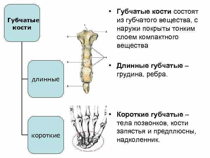 Губчатые кости анатомия. Губчатая кость строение рисунок. Короткие губчатые кости строение. Губчатая кость примеры костей.