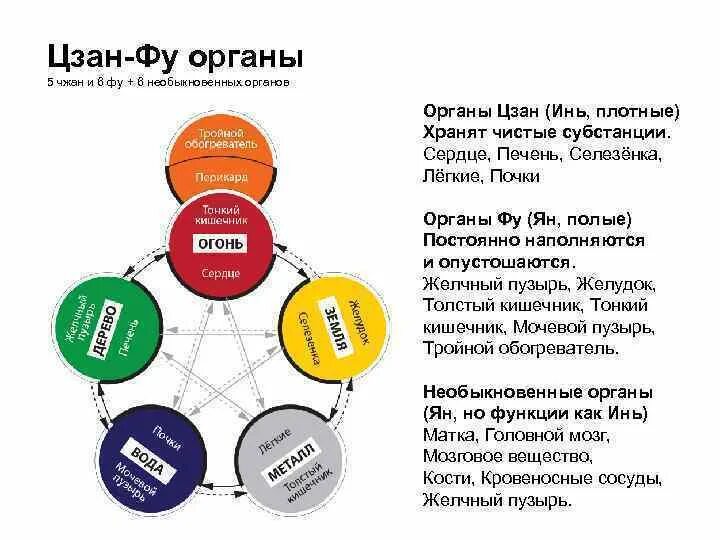 Китайская медицина органы. Плотные и полые органы в китайской медицине. -Теория о Цзан-фу органах. Пять органов Цзан. Органы Цзан и фу.