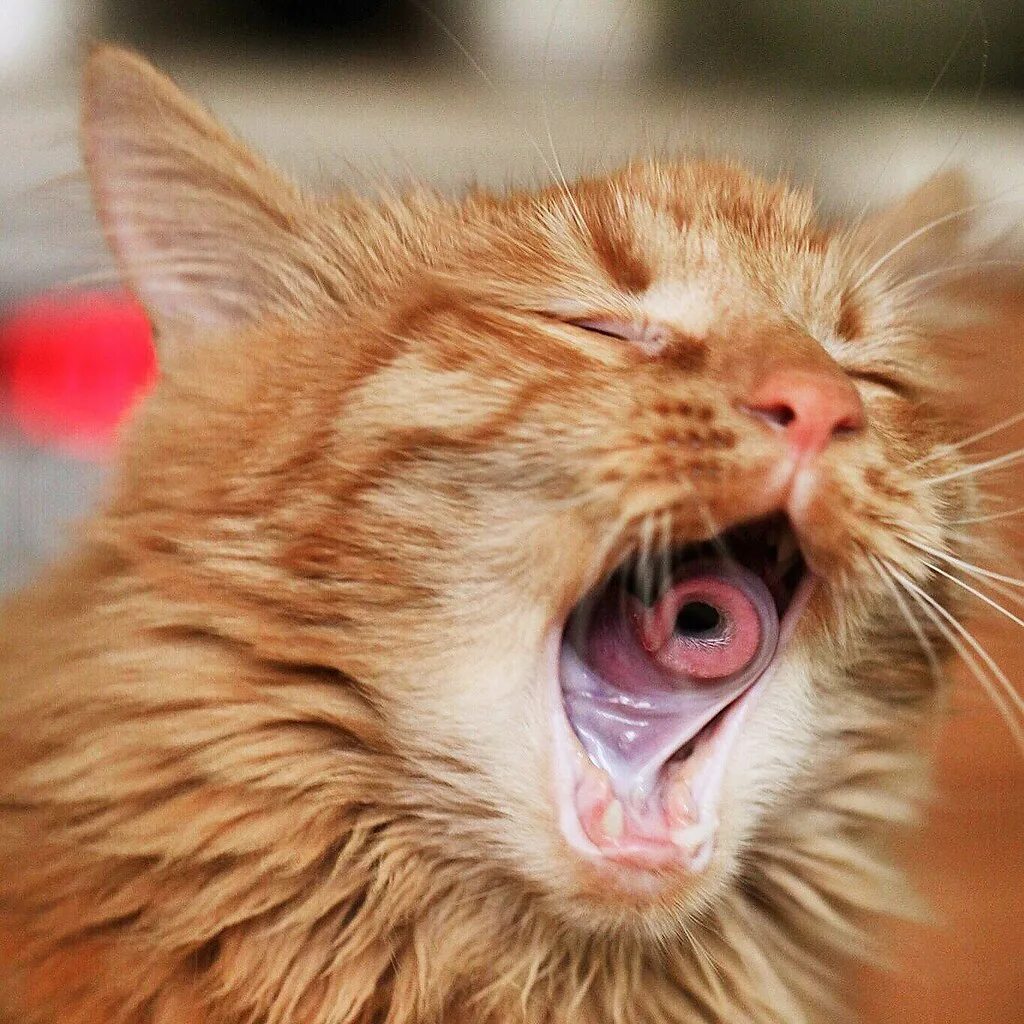 Рыжий кот зевает. Рыжие коты. Котенок с высунутым языком. Смеяться.