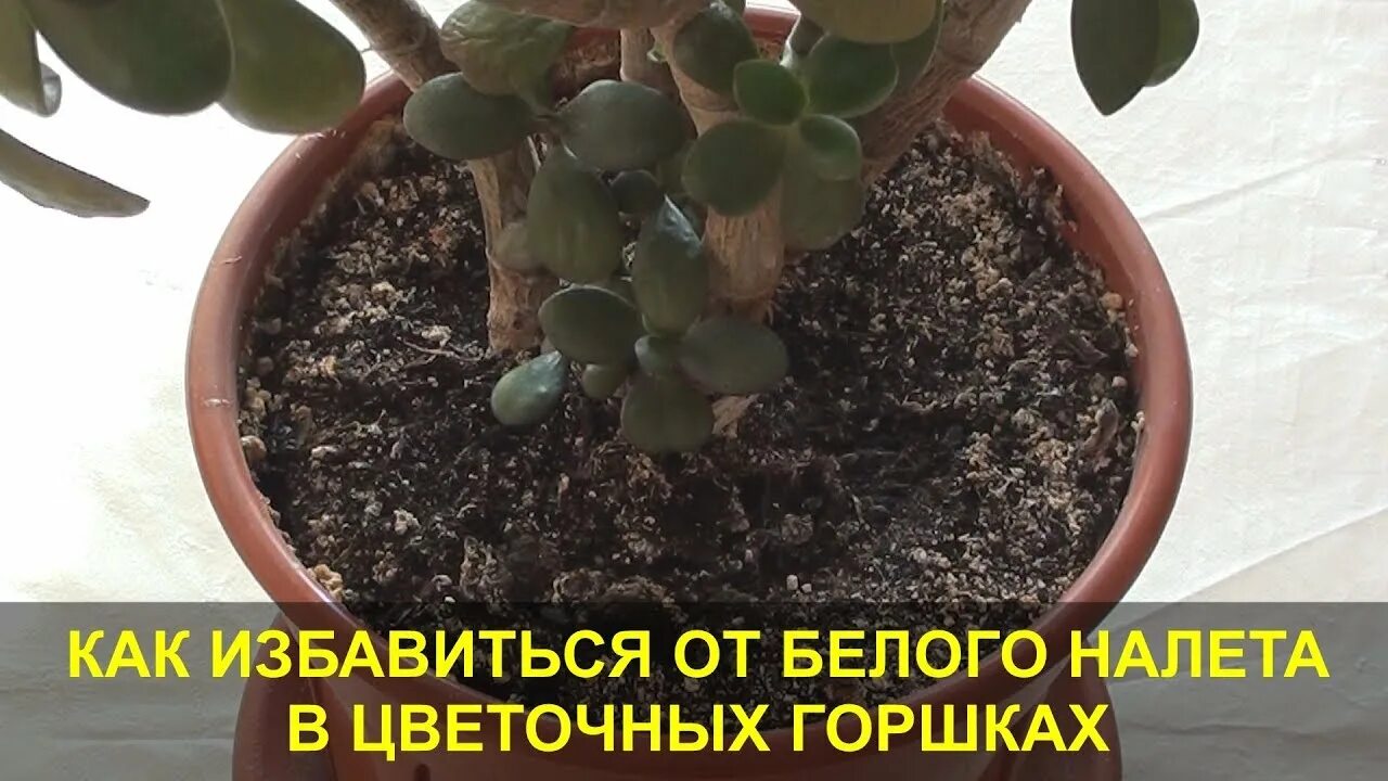 Почему белеет в цветочных горшках. Белый налет на горшке с цветами. белый налёт в горшках для цветов что это такое. от белого налета на земле в цветочных горшках. желтый налет на земле в цветочных горшках.