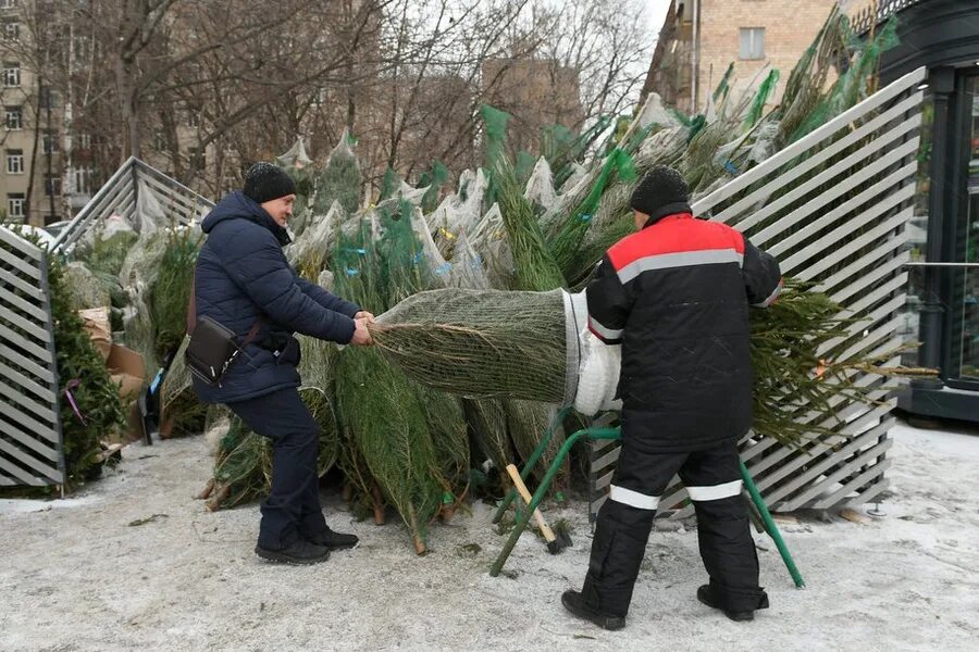 елочные базары в москве 2020. елочный базар в москве. елочный базар. женщина несет елку. будут ли продавать елки в этом году.