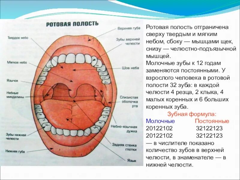 Строение ротовой полости человека сбоку. Полость рта анатомия сбоку. Ротовая полость строение и функции. Деление снизу