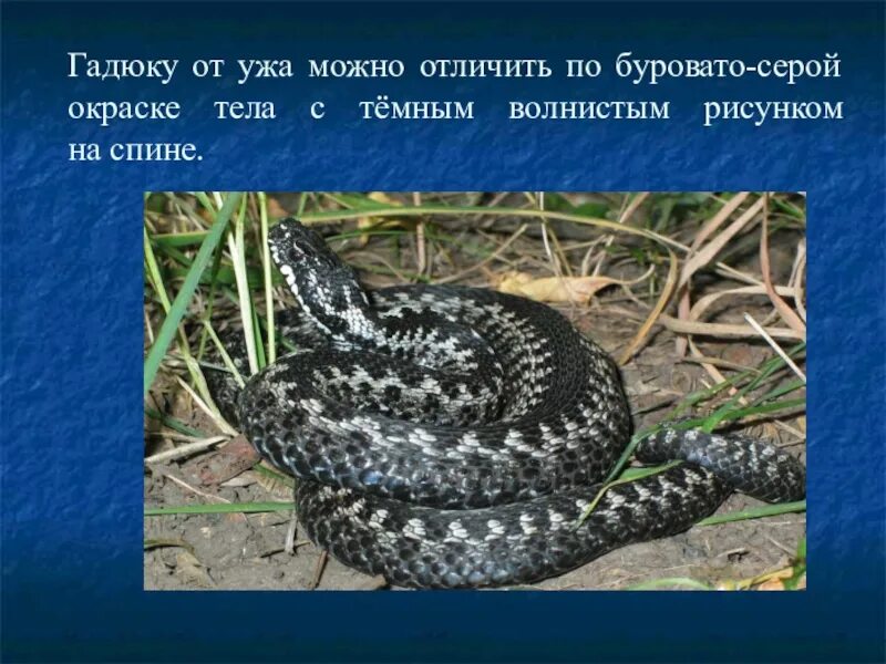 Различия гадюки и ужа 3 класс. Гадюка обыкновенная и уж. Отличить ужа от гадюки. Отличие ужа от гадюки. Гадюка презентация.