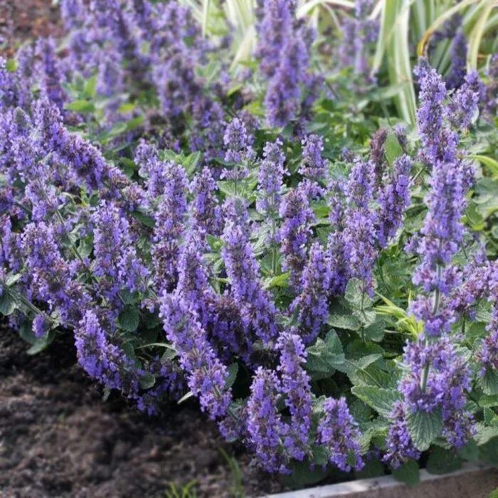 Котовник фассена nepeta. Котовник фассена дропмор. котовник фассена (nepeta faassenii `dropmore`). котовник джуниор волкер.