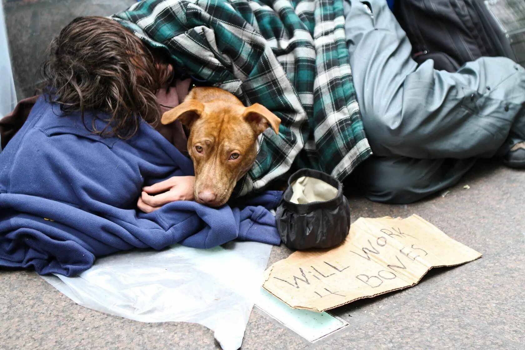Homeless dog. Грустная бездомная собака. Бедные бездомные животные. Бродячие собаки. Беспородная собака.