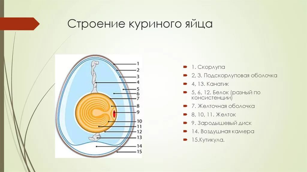 Функции оболочек яйца. Функции яйцевых оболочек яйца птицы. Строение халазы в яйце. Схема строения куриного яйца рисунок. Строение куриного яйца.