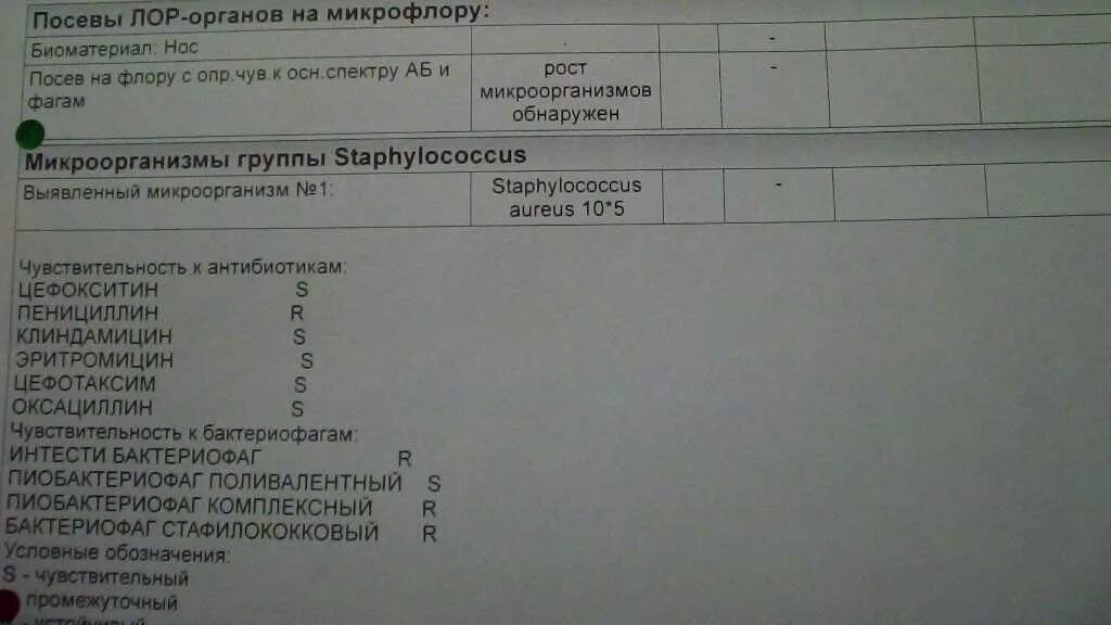 Микрофлора зева ситилаб. Бак посев зева и носа на флору и чувствительность к антибиотикам. бак посев из зева на флору и чувствительность. посев лор органов на микрофлору расшифровка. расшифровка анализов бак посев на микрофлору.