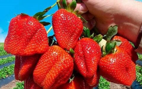 Клубника азия описание сорта и характеристика фото