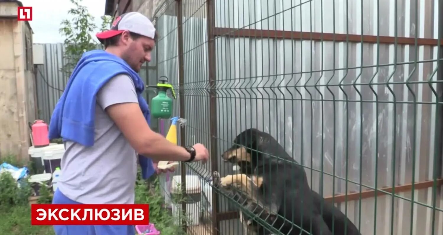 Черняное тамбовской области. Питомец 2016 кп. Приют дружок благовещенск. Приют надежда в г. Маячок приют для животных.