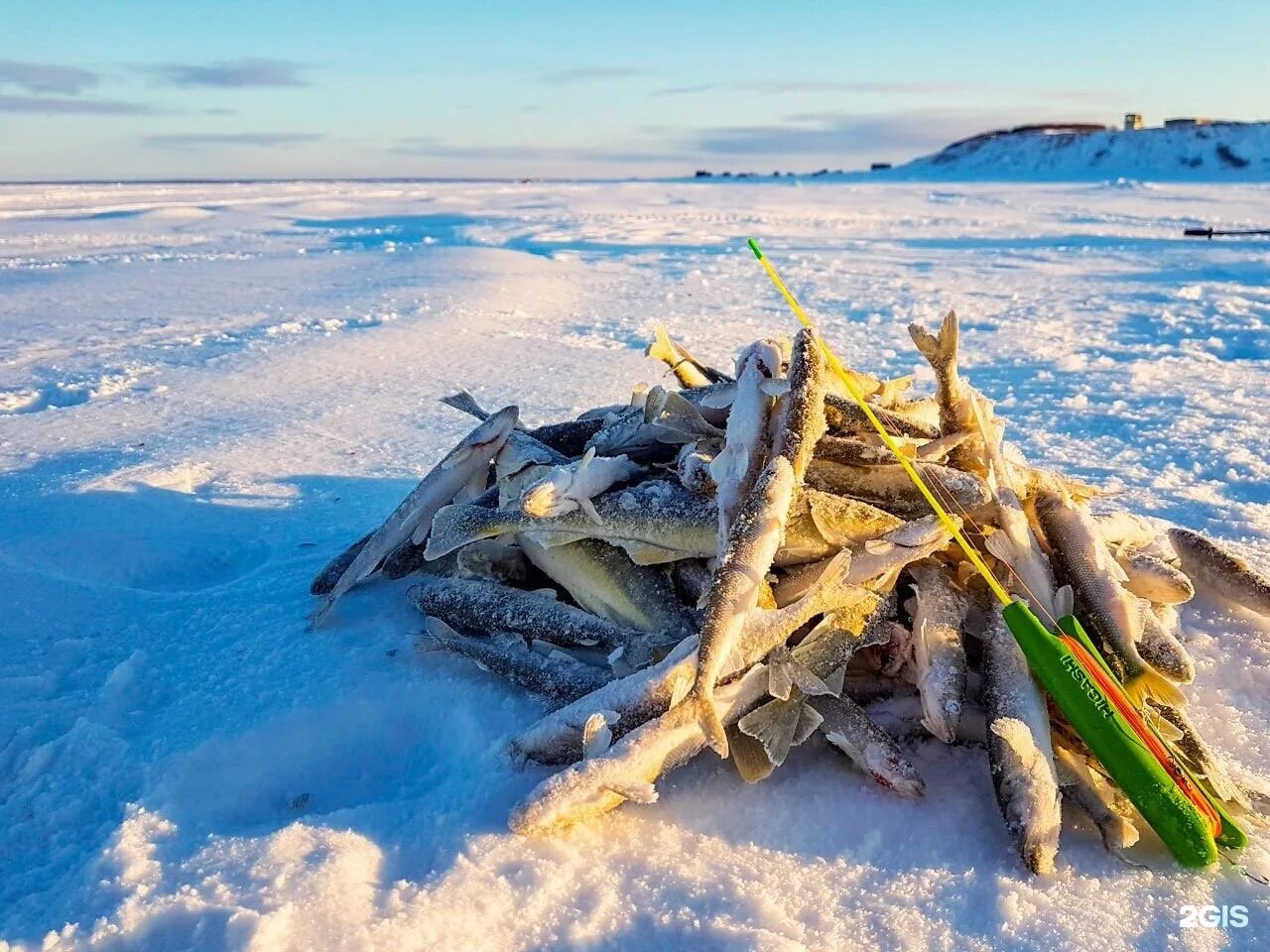 Сахалинская рыбалка. Рыбалка сахалин курилы. Зимняя рыбалка в псковской области. Сахалинская рыбка поронайск. Сахком рыбалка форум.