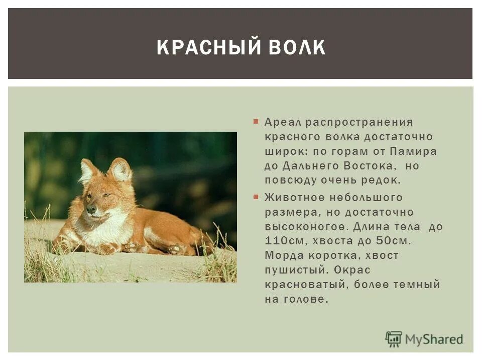 животное красной книги забайкалья. животные занесенные в красную книгу забайкальского края. животные красной книги забайкалья. животные забайкальского края занесенные в красную книгу. животные и растения забайкалья занесенные в красную книгу.