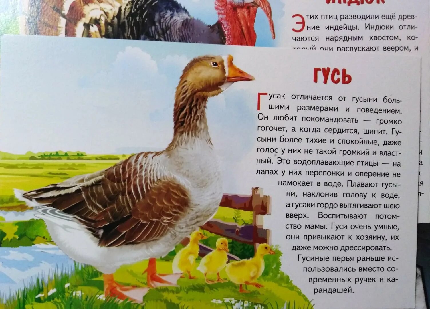 Домашние птицы список. Название домашних птиц. Дикие и домашние птицы. Домашние птицы (гусь, утка, индюк). Название домашних птиц.