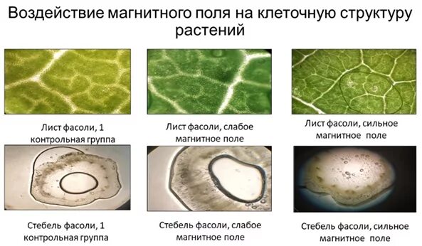 Магнитное поле и живые организмы. Влияние магнита на растения. Влияние магнитного поля на растения. Влияние электромагнитного поля на растения. Влияние магнитного поля на семена.