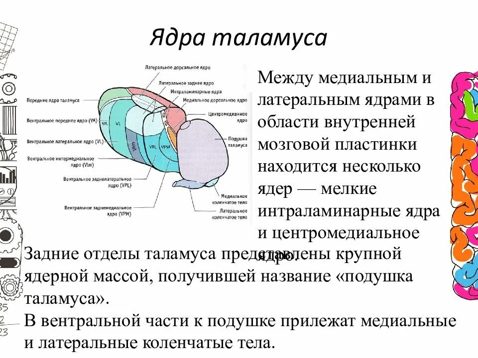 Каковы функции таламуса. Схема расположения ядер таламуса. Неспецифические ядра таламуса. Ядра таламуса промежуточного мозга. Ядра таламуса физиология.