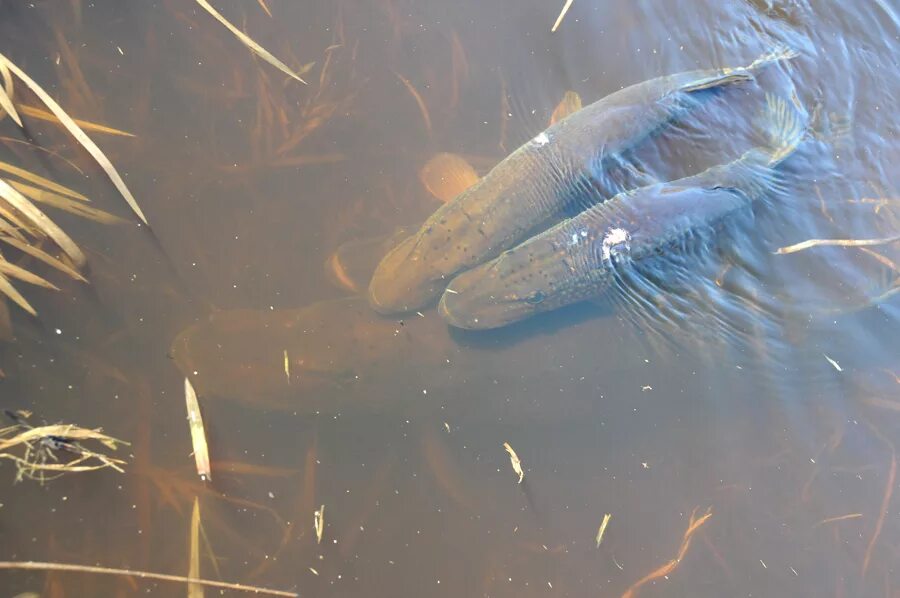 Мелководье рыбы. Рыба стояла в воде. Рыба стояла в воде. Рыба стояла в воде. Рыба в воде фото.