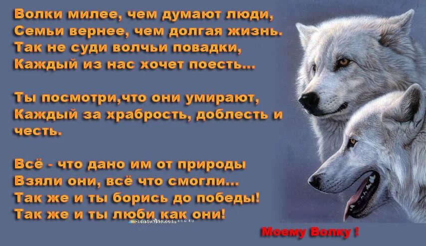 стих про волка. волк и предательство. лучше быть последним среди волков чем. стих про волка. волк другими словами.