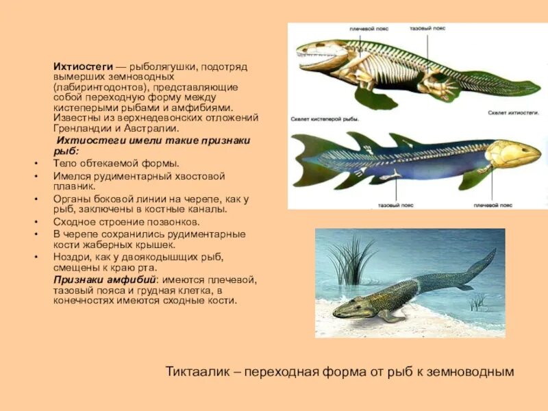 Признаки рыб и земноводных. Переходные формы ихтиостега. ихтиостеги и стегоцефалы. ихтиостега признаки. ихтиостега предки.