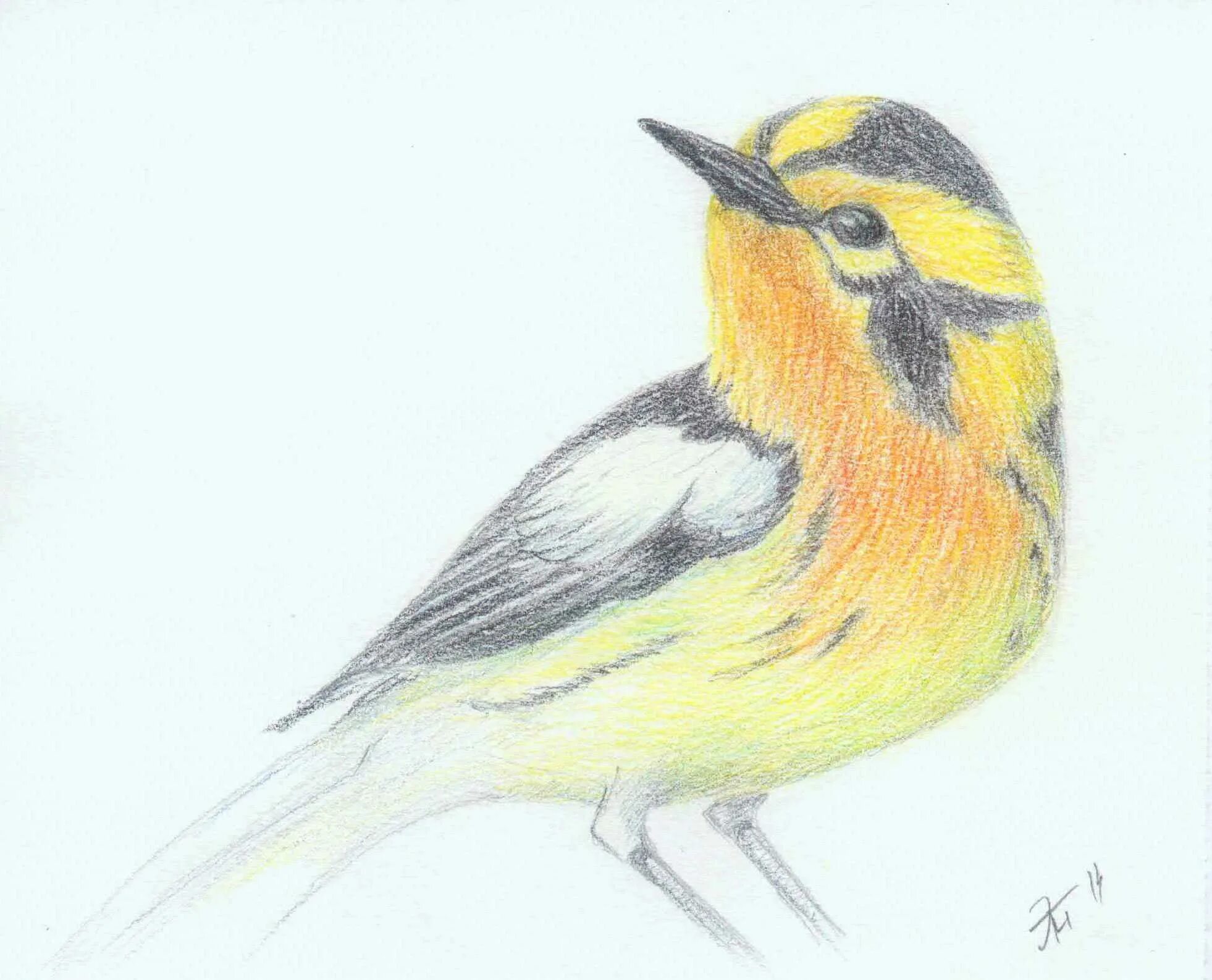 Птицы цветными карандашами. Зарисовки птиц цветными карандашами. Птица рисунок. Рисунки птиц цветными карандашами.