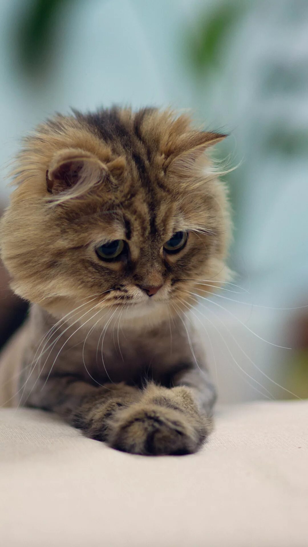 котенок с компьютером. котята милашки. кот с наушниками. милые коты с телефоном. милые коты с телефоном.