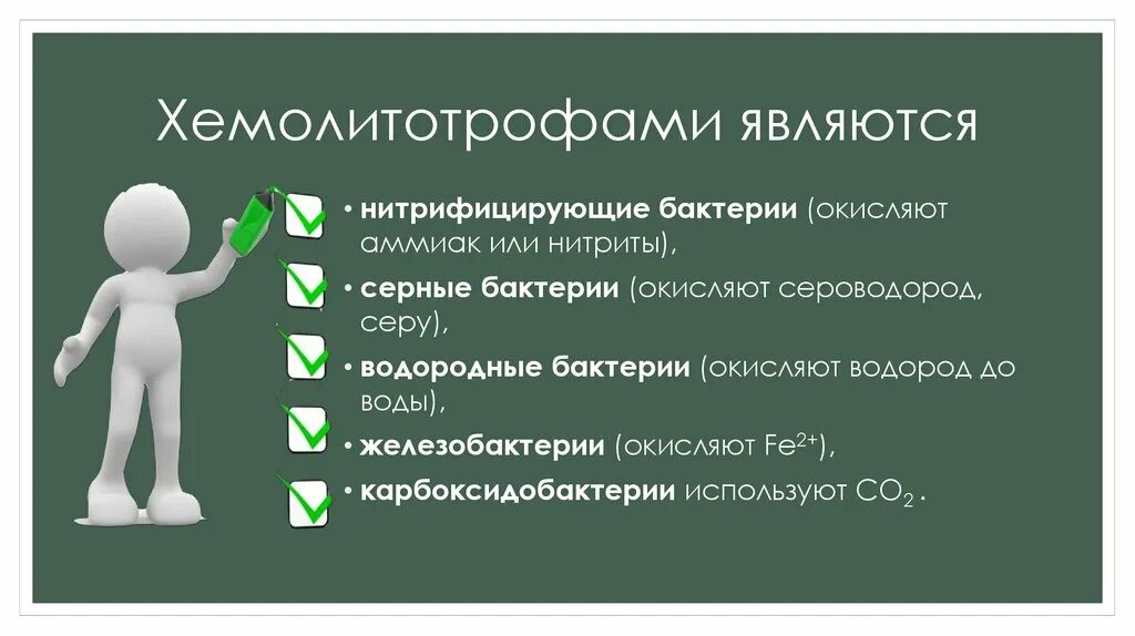 Конце использовать в качестве. Хемолитотрофные бактерии. Хемолитотрофы это микробиология. Хемолитотрофы примеры. Пример хемолитотрофов.