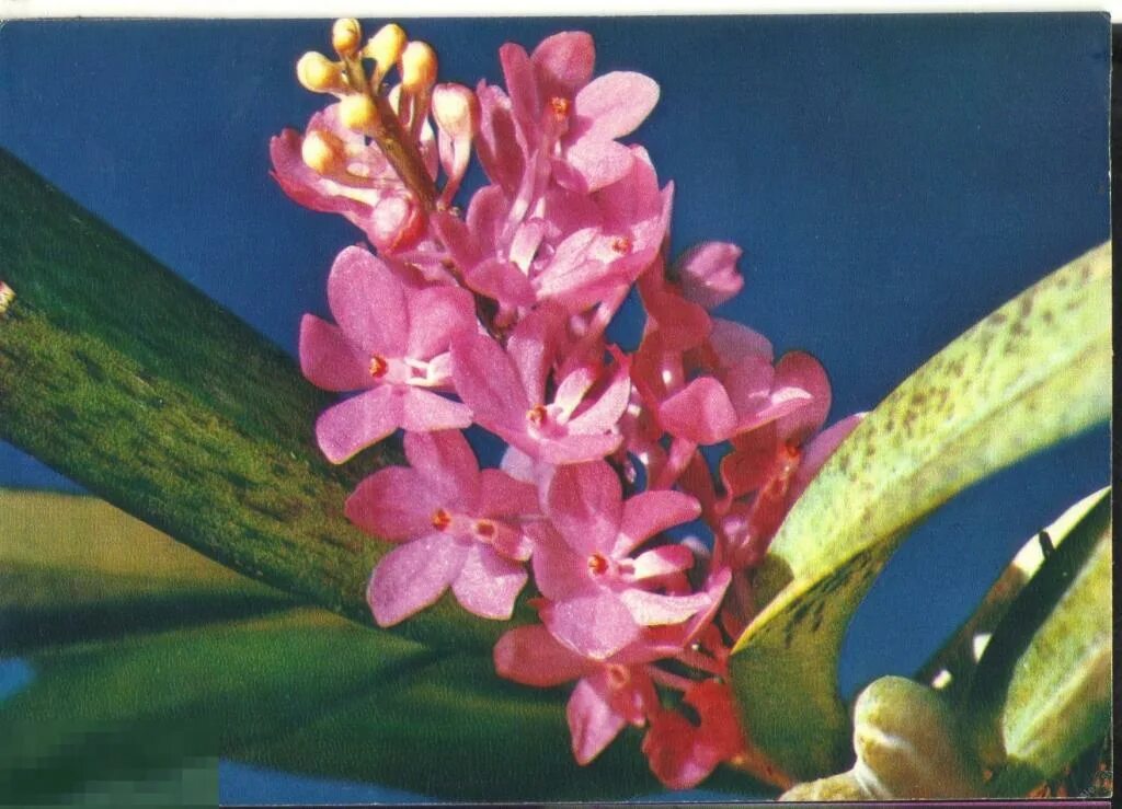 Хана цветок. Аскоцентрум пузырчатый. Аскоцентрум Орхидея. Орхидея Вьетнам.